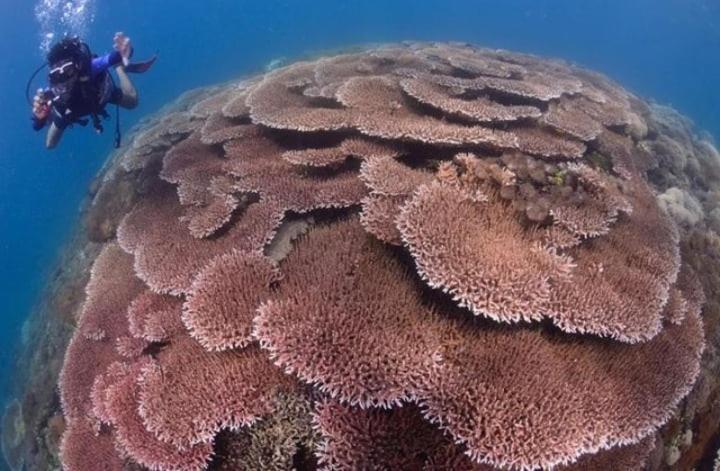 Sapak Bungalow Selong Belanak Buitenkant foto